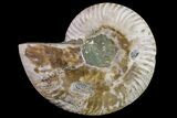Cut & Polished Ammonite Fossil (Half) - Madagascar #158057-1